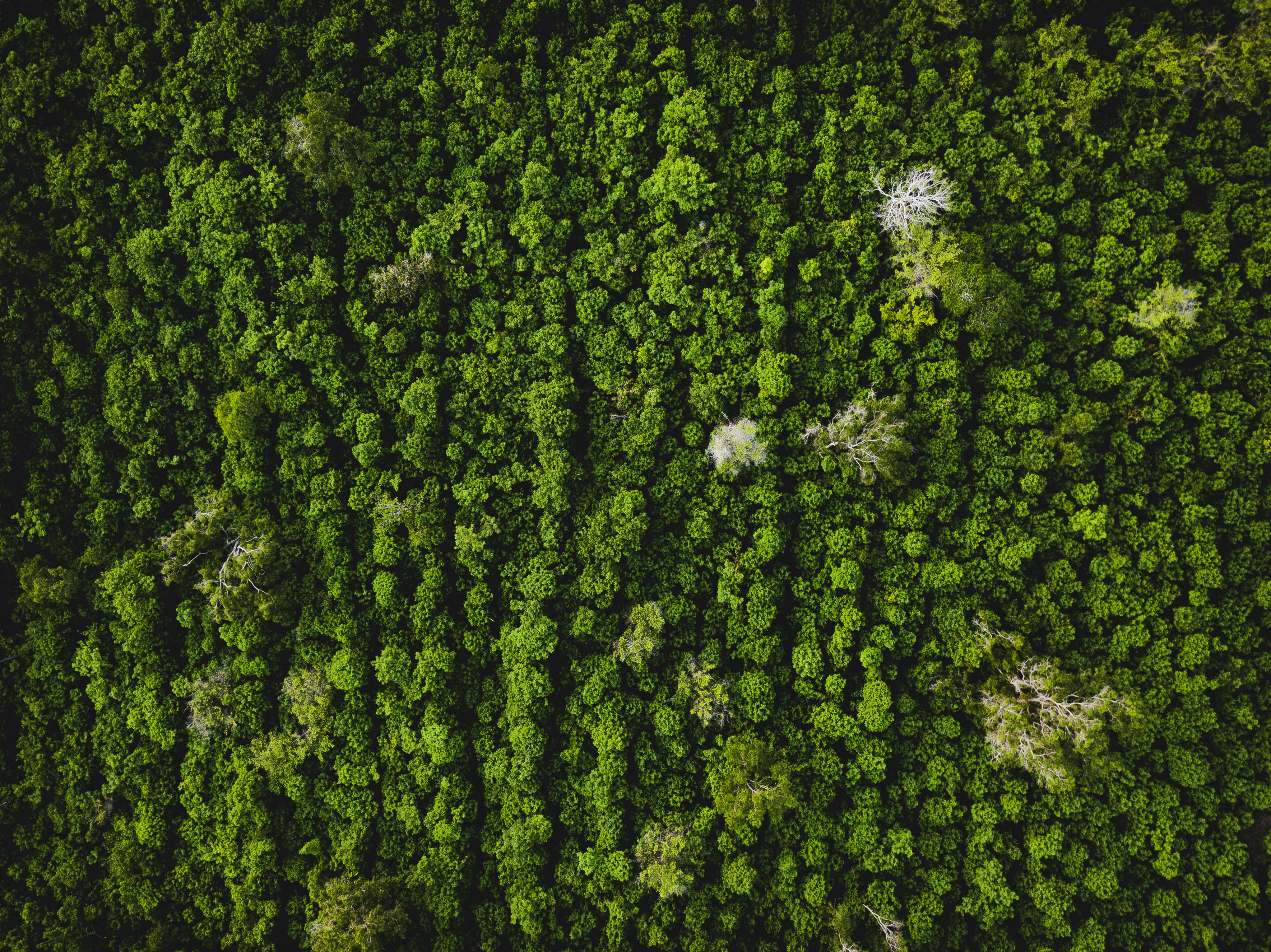 2026 Ecological Society of America Fellows Announced
